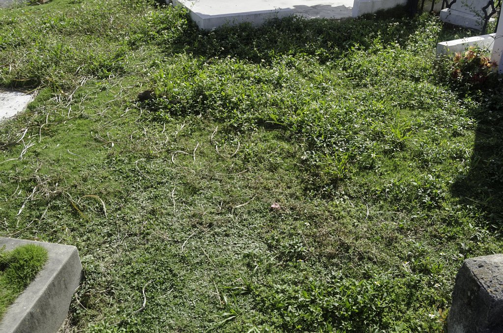 Cemetery Grass
