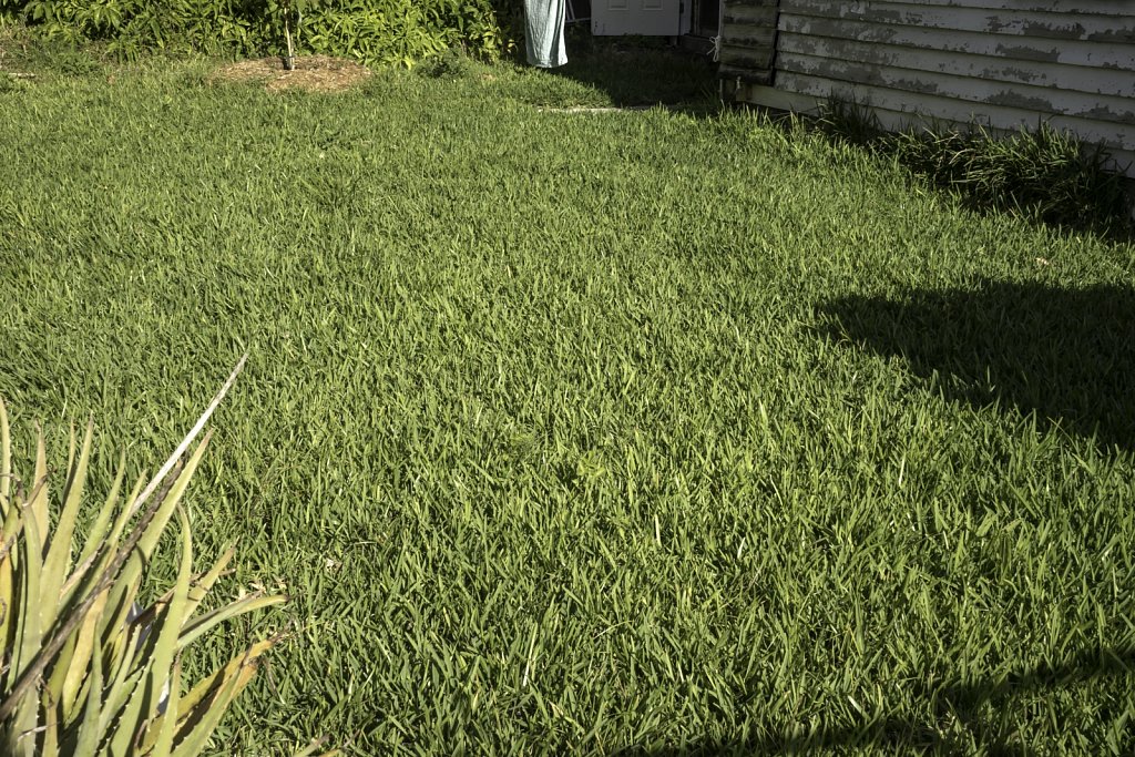 Lawn with Aloe Plant